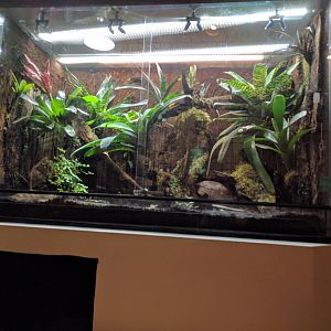 Golden Poison Frog Enclosure