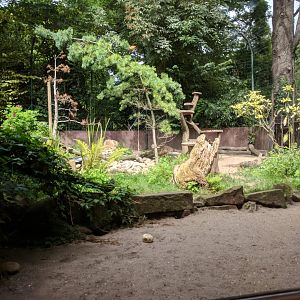 Striped Skunk Enclosure