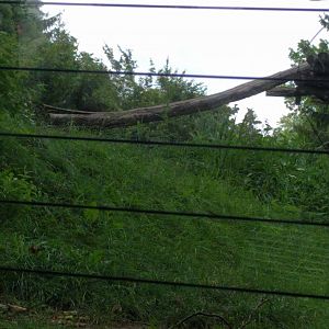 African Lion Enclosure