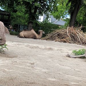 Bactrian Camel Enclosure