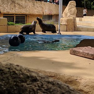 South American Sea Lion Enclosure