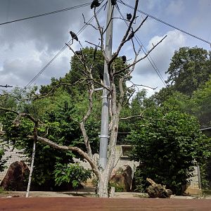European Walkthrough Aviary