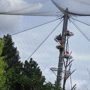 Upper Part of the South American Wetlands Aviary