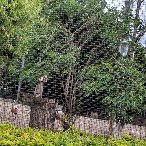 South American Wetlands Aviary