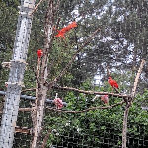 Scarlet Ibis and Rosette Spoonbills