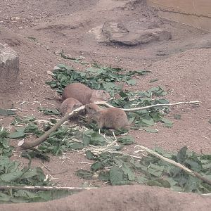 Blacktail Prairie Dogs