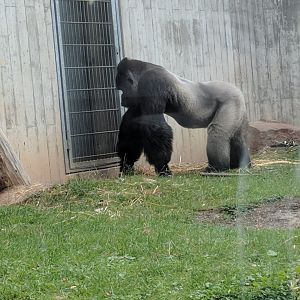 Western lowland Gorilla Bobo