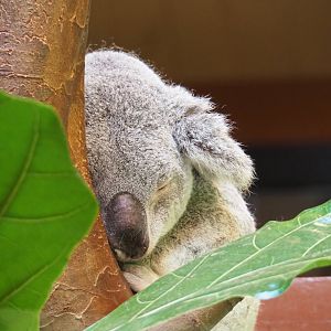 Queensland koala (Phascolarctos cinereus), 2021-07-17