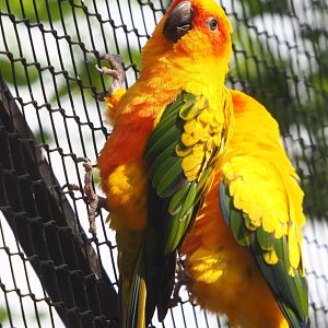 Sun conure (Aratinga solstitialis), 2021-07-17