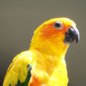 Sun conure (Aratinga solstitialis), 2021-07-17