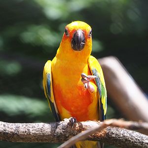 Sun conure (Aratinga solstitialis), 2021-07-17