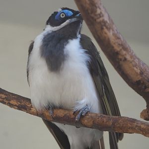 Blue-faced honeyeater  (Entomyzon cyanotis), 2021-07-17