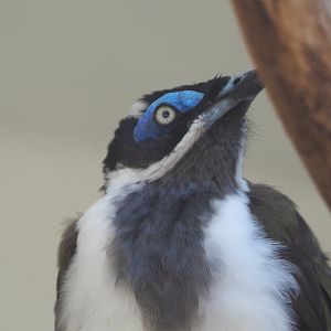 Blue-faced honeyeater  (Entomyzon cyanotis), 2021-07-17