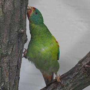 Swift parrot (Lathamus discolor), 2021-07-17