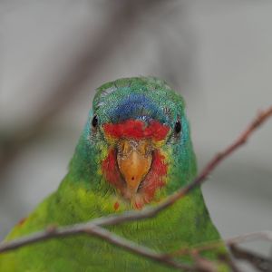 Swift parrot (Lathamus discolor), 2021-07-17