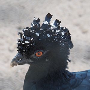 Female Red-billed curassow (Crax blumenbachii), 2021-07-17