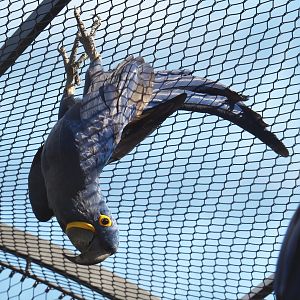 Hyacinth macaw (Anodorhynchus hyacinthinus) hanging from aviary netting, 2021-07-17