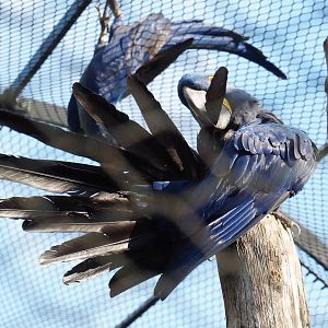 Preening Hyacinth macaw (Anodorhynchus hyacinthinus), 2021-07-17
