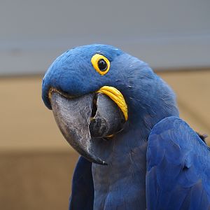 Hyacinth macaw (Anodorhynchus hyacinthinus), 2021-07-17
