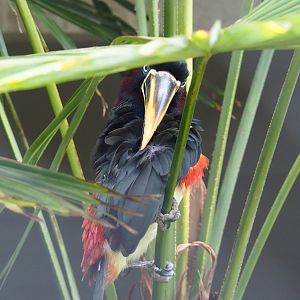 Chestnut-eared aracari (Pteroglossus castanotis), 2021-07-17