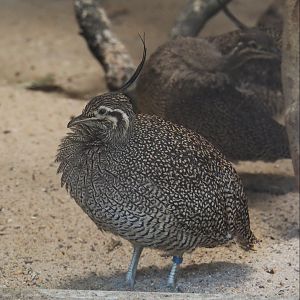 Elegant crested tinamou (Eudromia elegans), 2021-07-17