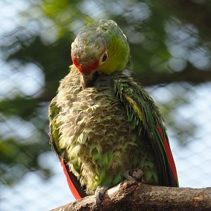 Lilacine amazon (Amazona lilacina), 2021-07-17