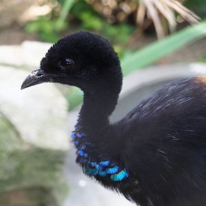 Grey-winged trumpeter (Psophia crepitans), 2021-07-17