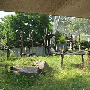 Chimpanzee exhibit, 2021-07-17