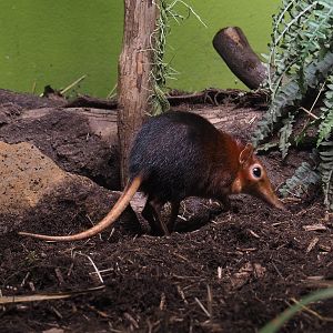 Black-and-rufous elephant shrew (Rhynchocyon petersi), 2021-07-17