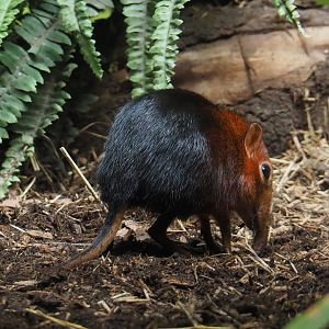 Black-and-rufous elephant shrew (Rhynchocyon petersi), 2021-07-17