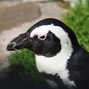 African penguin (Spheniscus demersus), 2021-07-17