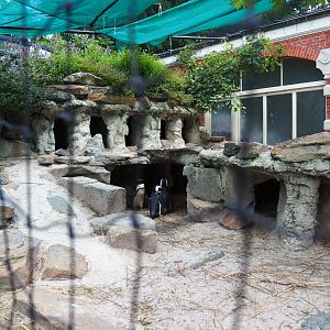 Nesting area for African penguins, 2021-07-17