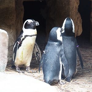 African penguins (Spheniscus demersus), 2021-07-17