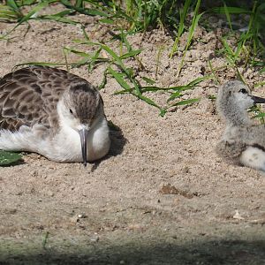 Ruff (Calidris pugnax) and Pied avocet chick (Recurvirostra avosetta), 2021-07-17