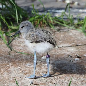 Pied avocet chick (Recurvirostra avosetta), 2021-07-17