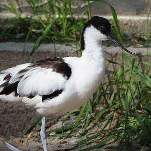 Pied avocet (Recurvirostra avosetta), 2021-07-17