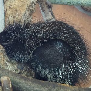 North American porcupine (Erethizon dorsatum), 2021-07-17