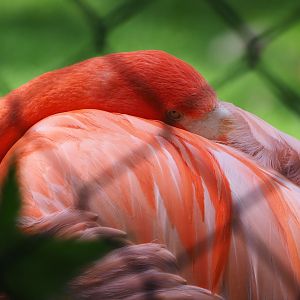 American flamingo (Phoenicopterus ruber), 2021-07-17