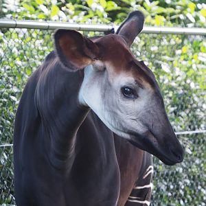 Okapi (Okapia johnstoni), 2021-07-17