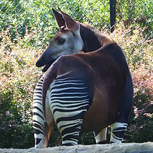 Okapi (Okapia johnstoni), 2021-07-17