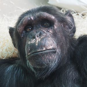 Chimpanzee (Pan troglodytes), 2021-07-17