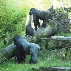Western lowland gorillas (Gorilla gorilla gorilla), 2021-07-17
