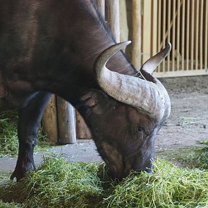 Cape buffalo (Syncerus caffer caffer), 2021-07-17