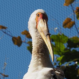 Yellow-billed stork (Mycteria ibis),  2021-07-17