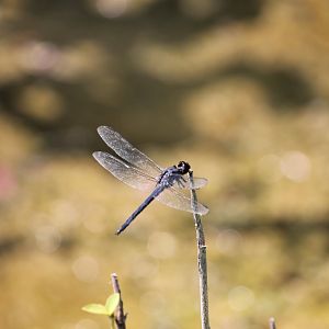 Slaty skimmer (Libellula incesta)