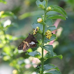 Silver-spotted skipper (Epargyreus clarus)