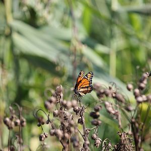 Viceroy butterfly (Limenitis archippus)