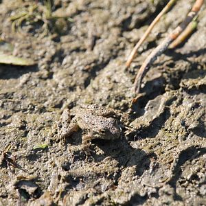Blanchard’s cricket frog (Acris blanchardi)