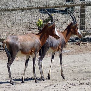 Blesboks (Damaliscus pygargus phillipsi)