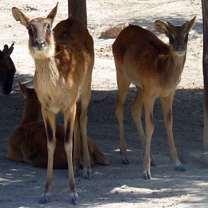 Nile lechwes (Kobus megaceros)